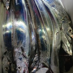 シースナイパー海龍 釣果