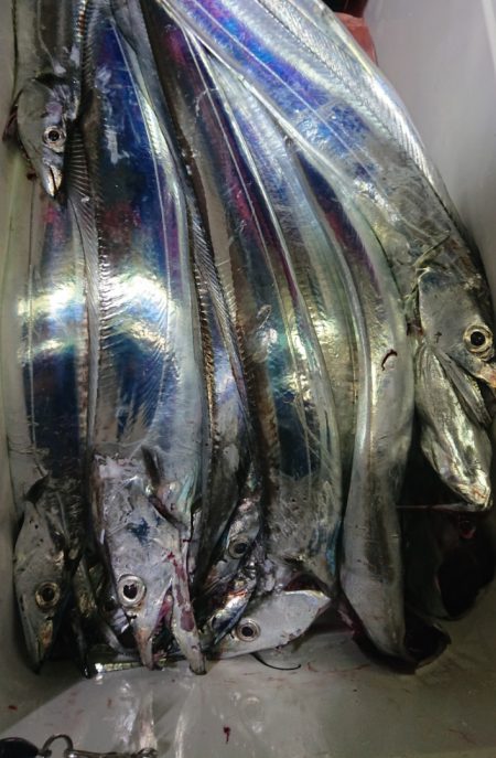 シースナイパー海龍 釣果