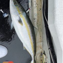 幕島丸 釣果
