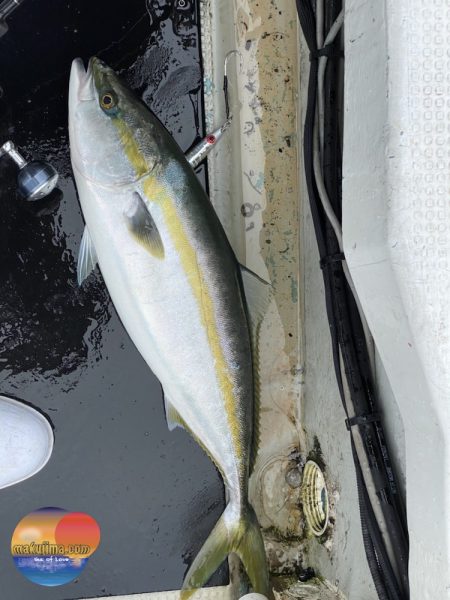 幕島丸 釣果