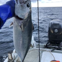 幕島丸 釣果