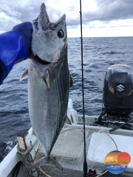 幕島丸 釣果