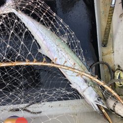 幕島丸 釣果