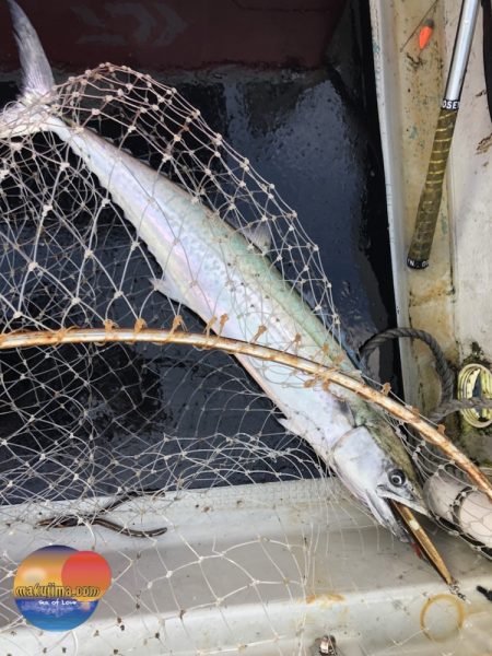 幕島丸 釣果