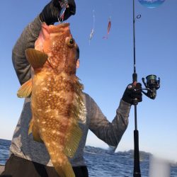 幕島丸 釣果