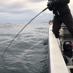 幕島丸 釣果