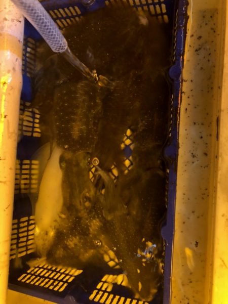 海龍丸（石川） 釣果