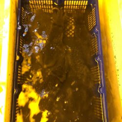 海龍丸（石川） 釣果