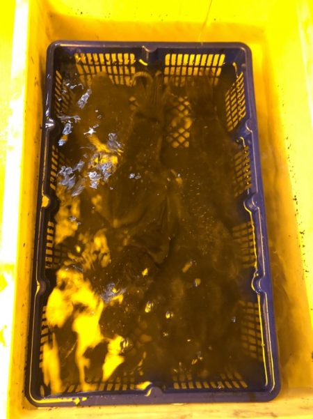 海龍丸（石川） 釣果