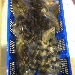 海龍丸（石川） 釣果