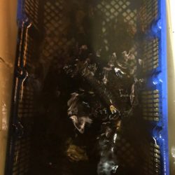 海龍丸（石川） 釣果