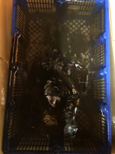 海龍丸（石川） 釣果