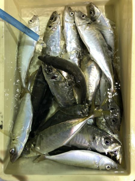 海龍丸（石川） 釣果