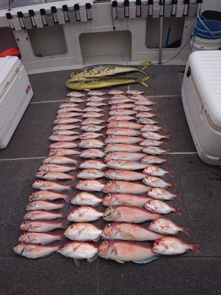 ARCADIAⅡ (アルカディアⅡ) 釣果