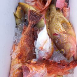 第二龍勢丸 釣果