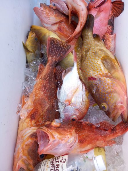 第二龍勢丸 釣果