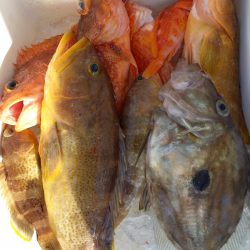 第二龍勢丸 釣果