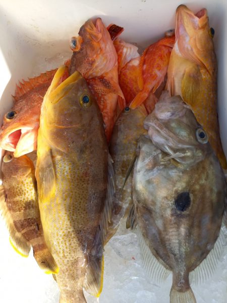 第二龍勢丸 釣果