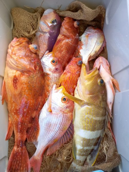 第二龍勢丸 釣果