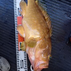 第二龍勢丸 釣果