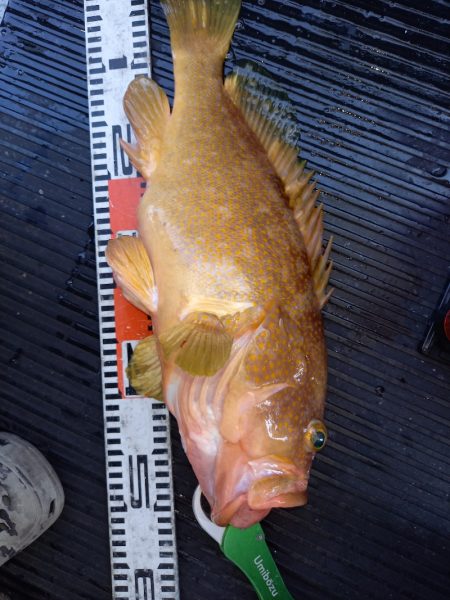 第二龍勢丸 釣果