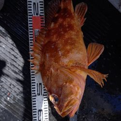 第二龍勢丸 釣果