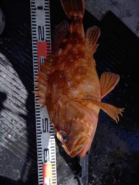 第二龍勢丸 釣果