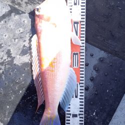 第二龍勢丸 釣果