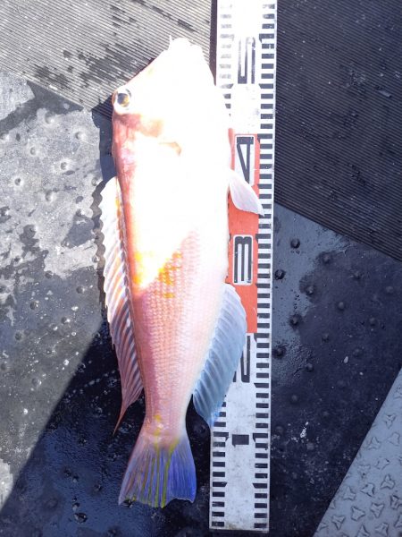 第二龍勢丸 釣果