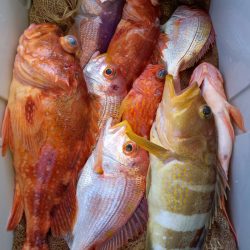 第二龍勢丸 釣果