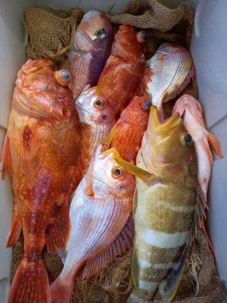 第二龍勢丸 釣果