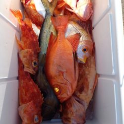 第二龍勢丸 釣果