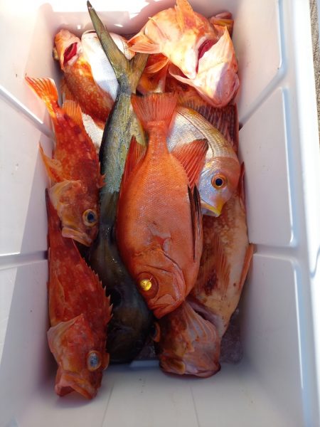 第二龍勢丸 釣果