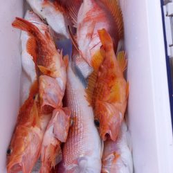 第二龍勢丸 釣果