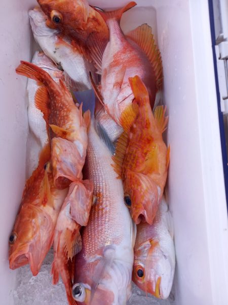 第二龍勢丸 釣果