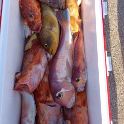 第二龍勢丸 釣果