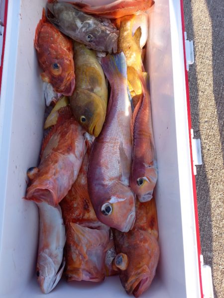 第二龍勢丸 釣果