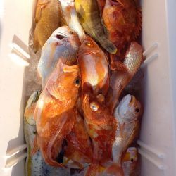 第二龍勢丸 釣果