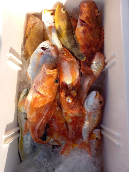 第二龍勢丸 釣果