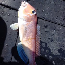 第二龍勢丸 釣果