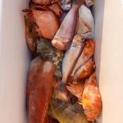 第二龍勢丸 釣果