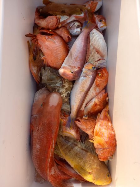 第二龍勢丸 釣果