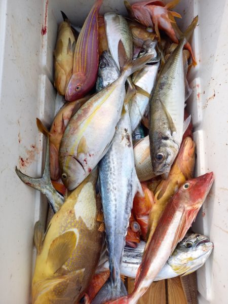 第二龍勢丸 釣果