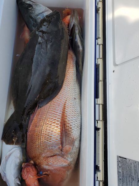 シーライオン 釣果