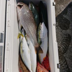 エンペラー 釣果