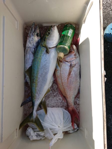 エンペラー 釣果