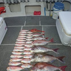 ARCADIAⅡ (アルカディアⅡ) 釣果