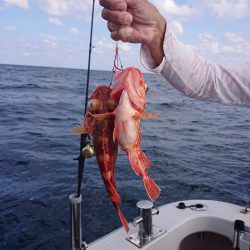 ARCADIAⅡ （アルカディアⅡ） 釣果