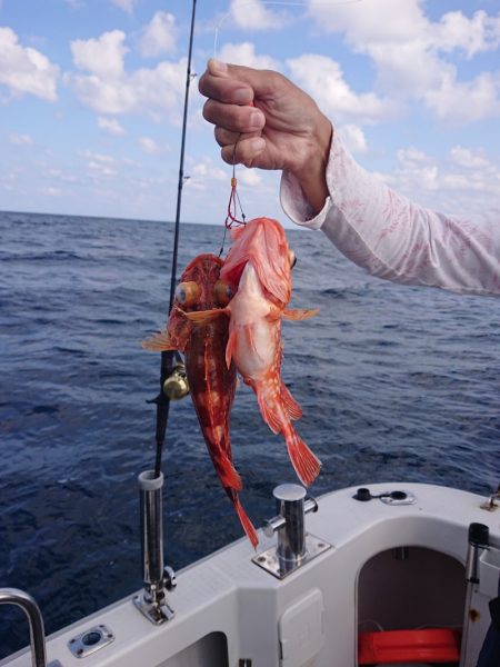 ARCADIAⅡ （アルカディアⅡ） 釣果