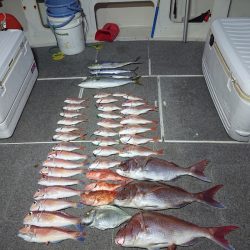 ARCADIAⅡ （アルカディアⅡ） 釣果